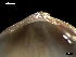  ( - MT07751)  @11 [ ] CreativeCommons - Attribution Non-Commercial Share-Alike (2015) Unspecified Deutsche Zentrum fuer Marine Biodiversitaetsforschung Wilhelmshaven