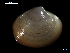  (Arcticidae - MT07753)  @12 [ ] CreativeCommons - Attribution Non-Commercial Share-Alike (2015) Unspecified Deutsche Zentrum fuer Marine Biodiversitaetsforschung Wilhelmshaven