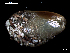  (Modiolus sp - MT07754)  @11 [ ] CreativeCommons - Attribution Non-Commercial Share-Alike (2015) Unspecified Deutsche Zentrum fuer Marine Biodiversitaetsforschung Wilhelmshaven