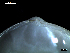  ( - MT07757)  @11 [ ] CreativeCommons - Attribution Non-Commercial Share-Alike (2015) Unspecified Deutsche Zentrum fuer Marine Biodiversitaetsforschung Wilhelmshaven