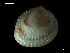  (Parvicardium - MT07758)  @13 [ ] CreativeCommons - Attribution Non-Commercial Share-Alike (2015) Unspecified Deutsche Zentrum fuer Marine Biodiversitaetsforschung Wilhelmshaven