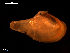  ( - MT09011)  @12 [ ] CreativeCommons - Attribution Non-Commercial Share-Alike (2015) Unspecified Deutsche Zentrum fuer Marine Biodiversitaetsforschung Wilhelmshaven