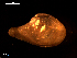  ( - MT09015)  @11 [ ] CreativeCommons - Attribution Non-Commercial Share-Alike (2015) Unspecified Deutsche Zentrum fuer Marine Biodiversitaetsforschung Wilhelmshaven