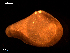  ( - MT09016)  @11 [ ] CreativeCommons - Attribution Non-Commercial Share-Alike (2015) Unspecified Deutsche Zentrum fuer Marine Biodiversitaetsforschung Wilhelmshaven