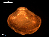  ( - MT09017)  @11 [ ] CreativeCommons - Attribution Non-Commercial Share-Alike (2015) Unspecified Deutsche Zentrum fuer Marine Biodiversitaetsforschung Wilhelmshaven
