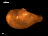  ( - MT09018)  @11 [ ] CreativeCommons - Attribution Non-Commercial Share-Alike (2015) Unspecified Deutsche Zentrum fuer Marine Biodiversitaetsforschung Wilhelmshaven