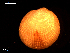  ( - MT09020)  @11 [ ] CreativeCommons - Attribution Non-Commercial Share-Alike (2015) Unspecified Deutsche Zentrum fuer Marine Biodiversitaetsforschung Wilhelmshaven