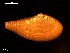  ( - MT09035)  @11 [ ] CreativeCommons - Attribution Non-Commercial Share-Alike (2015) Unspecified Deutsche Zentrum fuer Marine Biodiversitaetsforschung Wilhelmshaven