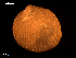  (Papillicardium - MT09039)  @11 [ ] CreativeCommons - Attribution Non-Commercial Share-Alike (2015) Unspecified Deutsche Zentrum fuer Marine Biodiversitaetsforschung Wilhelmshaven