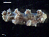  (Doto sp - MT09655)  @11 [ ] CreativeCommons - Attribution Non-Commercial Share-Alike (2015) Unspecified Deutsche Zentrum fuer Marine Biodiversitaetsforschung Wilhelmshaven