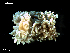  ( - MT09665)  @14 [ ] CreativeCommons - Attribution Non-Commercial Share-Alike (2015) Unspecified Deutsche Zentrum fuer Marine Biodiversitaetsforschung Wilhelmshaven