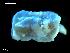  (Goniodoris - MT09684)  @12 [ ] CreativeCommons - Attribution Non-Commercial Share-Alike (2015) Unspecified Deutsche Zentrum fuer Marine Biodiversitaetsforschung Wilhelmshaven