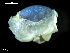  (Philine cf. punctata - MT09695)  @11 [ ] CreativeCommons - Attribution Non-Commercial Share-Alike (2015) Unspecified Deutsche Zentrum fuer Marine Biodiversitaetsforschung Wilhelmshaven