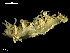 (Favorinus sp - MT09701)  @11 [ ] CreativeCommons - Attribution Non-Commercial Share-Alike (2015) Unspecified Deutsche Zentrum fuer Marine Biodiversitaetsforschung Wilhelmshaven
