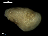  ( - MT09703)  @11 [ ] CreativeCommons - Attribution Non-Commercial Share-Alike (2015) Unspecified Deutsche Zentrum fuer Marine Biodiversitaetsforschung Wilhelmshaven