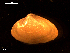 (Spisula elliptica - MT09052)  @13 [ ] CreativeCommons - Attribution Non-Commercial Share-Alike (2015) Unspecified Deutsche Zentrum fuer Marine Biodiversitaetsforschung Wilhelmshaven