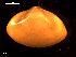  ( - MT09054)  @11 [ ] CreativeCommons - Attribution Non-Commercial Share-Alike (2015) Unspecified Deutsche Zentrum fuer Marine Biodiversitaetsforschung Wilhelmshaven