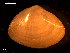  ( - MT09055)  @11 [ ] CreativeCommons - Attribution Non-Commercial Share-Alike (2015) Unspecified Deutsche Zentrum fuer Marine Biodiversitaetsforschung Wilhelmshaven