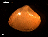  (Spisula subtruncata - MT09057)  @12 [ ] CreativeCommons - Attribution Non-Commercial Share-Alike (2015) Unspecified Deutsche Zentrum fuer Marine Biodiversitaetsforschung Wilhelmshaven