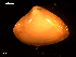  ( - MT09058)  @11 [ ] CreativeCommons - Attribution Non-Commercial Share-Alike (2015) Unspecified Deutsche Zentrum fuer Marine Biodiversitaetsforschung Wilhelmshaven