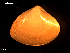  ( - MT09059)  @11 [ ] CreativeCommons - Attribution Non-Commercial Share-Alike (2015) Unspecified Deutsche Zentrum fuer Marine Biodiversitaetsforschung Wilhelmshaven