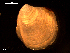  ( - MT09062)  @11 [ ] CreativeCommons - Attribution Non-Commercial Share-Alike (2015) Unspecified Deutsche Zentrum fuer Marine Biodiversitaetsforschung Wilhelmshaven