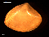  ( - MT09100)  @11 [ ] CreativeCommons - Attribution Non-Commercial Share-Alike (2015) Unspecified Deutsche Zentrum fuer Marine Biodiversitaetsforschung Wilhelmshaven