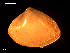  ( - MT09101)  @11 [ ] CreativeCommons - Attribution Non-Commercial Share-Alike (2015) Unspecified Deutsche Zentrum fuer Marine Biodiversitaetsforschung Wilhelmshaven