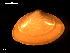  ( - MT09103)  @11 [ ] CreativeCommons - Attribution Non-Commercial Share-Alike (2015) Unspecified Deutsche Zentrum fuer Marine Biodiversitaetsforschung Wilhelmshaven