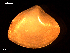 ( - MT09105)  @11 [ ] CreativeCommons - Attribution Non-Commercial Share-Alike (2015) Unspecified Deutsche Zentrum fuer Marine Biodiversitaetsforschung Wilhelmshaven