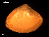  ( - MT09106)  @11 [ ] CreativeCommons - Attribution Non-Commercial Share-Alike (2015) Unspecified Deutsche Zentrum fuer Marine Biodiversitaetsforschung Wilhelmshaven