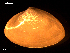  ( - MT09109)  @11 [ ] CreativeCommons - Attribution Non-Commercial Share-Alike (2015) Unspecified Deutsche Zentrum fuer Marine Biodiversitaetsforschung Wilhelmshaven