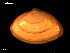  ( - MT09112)  @11 [ ] CreativeCommons - Attribution Non-Commercial Share-Alike (2015) Unspecified Deutsche Zentrum fuer Marine Biodiversitaetsforschung Wilhelmshaven