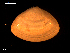  ( - MT09113)  @11 [ ] CreativeCommons - Attribution Non-Commercial Share-Alike (2015) Unspecified Deutsche Zentrum fuer Marine Biodiversitaetsforschung Wilhelmshaven