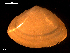  ( - MT09114)  @11 [ ] CreativeCommons - Attribution Non-Commercial Share-Alike (2015) Unspecified Deutsche Zentrum fuer Marine Biodiversitaetsforschung Wilhelmshaven
