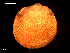  ( - MT09125)  @11 [ ] CreativeCommons - Attribution Non-Commercial Share-Alike (2015) Unspecified Deutsche Zentrum fuer Marine Biodiversitaetsforschung Wilhelmshaven