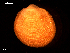  ( - MT09126)  @11 [ ] CreativeCommons - Attribution Non-Commercial Share-Alike (2015) Unspecified Deutsche Zentrum fuer Marine Biodiversitaetsforschung Wilhelmshaven