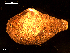  ( - MT09129)  @11 [ ] CreativeCommons - Attribution Non-Commercial Share-Alike (2015) Unspecified Deutsche Zentrum fuer Marine Biodiversitaetsforschung Wilhelmshaven