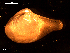 ( - MT09130)  @11 [ ] CreativeCommons - Attribution Non-Commercial Share-Alike (2015) Unspecified Deutsche Zentrum fuer Marine Biodiversitaetsforschung Wilhelmshaven