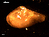  ( - MT09131)  @11 [ ] CreativeCommons - Attribution Non-Commercial Share-Alike (2015) Unspecified Deutsche Zentrum fuer Marine Biodiversitaetsforschung Wilhelmshaven