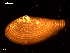  ( - MT09133)  @11 [ ] CreativeCommons - Attribution Non-Commercial Share-Alike (2015) Unspecified Deutsche Zentrum fuer Marine Biodiversitaetsforschung Wilhelmshaven