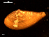  ( - MT09134)  @11 [ ] CreativeCommons - Attribution Non-Commercial Share-Alike (2015) Unspecified Deutsche Zentrum fuer Marine Biodiversitaetsforschung Wilhelmshaven