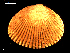  ( - MT09142)  @11 [ ] CreativeCommons - Attribution Non-Commercial Share-Alike (2015) Unspecified Deutsche Zentrum fuer Marine Biodiversitaetsforschung Wilhelmshaven