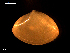  ( - MT09161)  @11 [ ] CreativeCommons - Attribution Non-Commercial Share-Alike (2015) Unspecified Deutsche Zentrum fuer Marine Biodiversitaetsforschung Wilhelmshaven