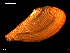  ( - MT09162)  @11 [ ] CreativeCommons - Attribution Non-Commercial Share-Alike (2015) Unspecified Deutsche Zentrum fuer Marine Biodiversitaetsforschung Wilhelmshaven