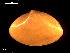  ( - MT09172)  @11 [ ] CreativeCommons - Attribution Non-Commercial Share-Alike (2015) Unspecified Deutsche Zentrum fuer Marine Biodiversitaetsforschung Wilhelmshaven