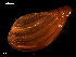  ( - MT09175)  @11 [ ] CreativeCommons - Attribution Non-Commercial Share-Alike (2015) Unspecified Deutsche Zentrum fuer Marine Biodiversitaetsforschung Wilhelmshaven