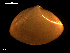  ( - MT09177)  @11 [ ] CreativeCommons - Attribution Non-Commercial Share-Alike (2015) Unspecified Deutsche Zentrum fuer Marine Biodiversitaetsforschung Wilhelmshaven