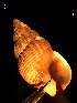  ( - MT09301)  @11 [ ] CreativeCommons - Attribution Non-Commercial Share-Alike (2015) Unspecified Deutsche Zentrum fuer Marine Biodiversitaetsforschung Wilhelmshaven