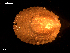  ( - MT09317)  @11 [ ] CreativeCommons - Attribution Non-Commercial Share-Alike (2015) Unspecified Deutsche Zentrum fuer Marine Biodiversitaetsforschung Wilhelmshaven